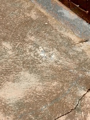 Mabuyinae