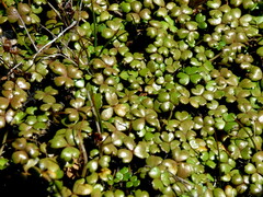 Hydrocotyle sulcata