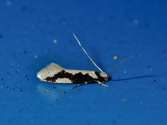 Thallostoma eurygrapha