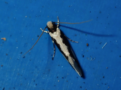 Thallostoma eurygrapha