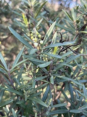 Ornithostaphylos oppositifolia
