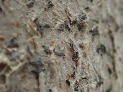 Alyxoria varia