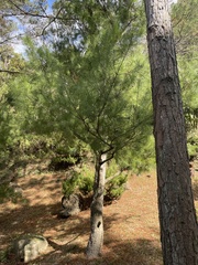 Pinus morrisonicola