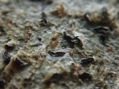 Alyxoria varia