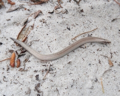 Plestiodon reynoldsi