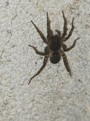 Paratrochosina amica