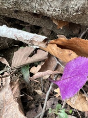 Packera obovata