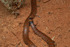 Brachyurophis australis