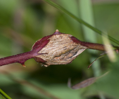 Lasioptera rubi