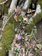 Packera obovata