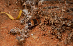 Brachyurophis australis