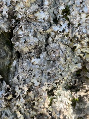 Punctelia stictica