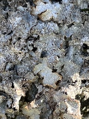 Punctelia stictica