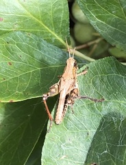 Phaulacridium marginale