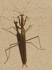 Coptopteryx gayi