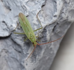 Trigonotylus