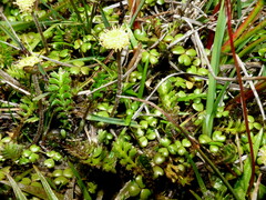 Leptinella squalida