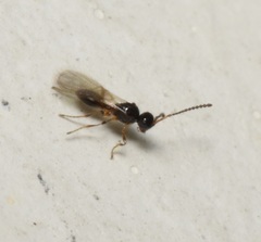 Diaprioidea