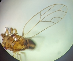Triozidae