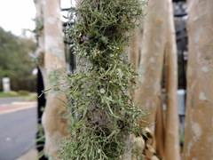 Ramalina