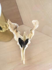 Malleus albus