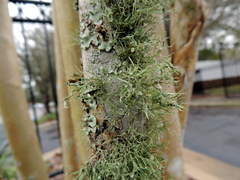 Ramalina