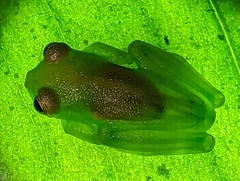 Teratohyla spinosa