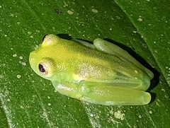 Teratohyla spinosa