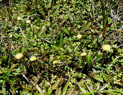 Leptinella squalida