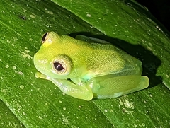 Teratohyla spinosa