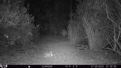 Sylvilagus audubonii