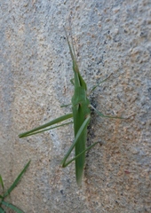 Acrida cinerea