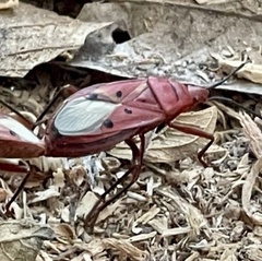 Probergrothius scutellaris