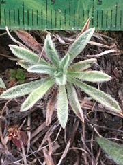 Plantago helleri