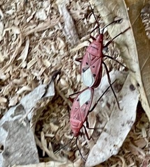 Probergrothius scutellaris