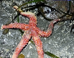 Orthasterias koehleri