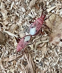 Probergrothius scutellaris