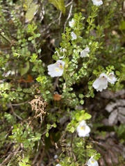 Euphrasia cuneata