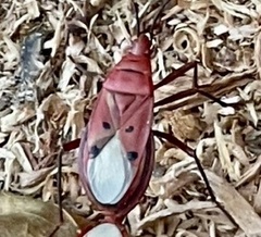 Probergrothius scutellaris