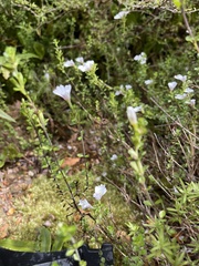 Euphrasia cuneata
