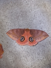 Automeris jucunda