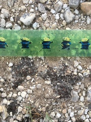 Clavascidium lacinulatum