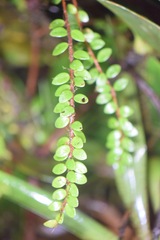 Sphyrospermum buxifolium