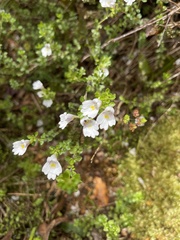 Euphrasia cuneata