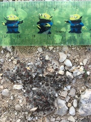 Clavascidium lacinulatum