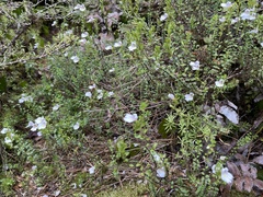 Euphrasia cuneata