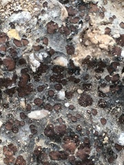 Clavascidium lacinulatum