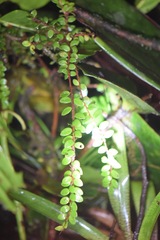 Sphyrospermum buxifolium