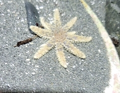 Pycnopodia helianthoides