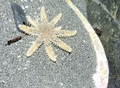 Pycnopodia helianthoides